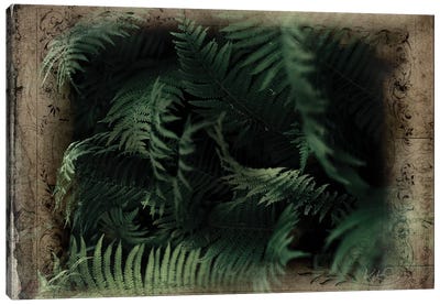 Vintage Ferns Canvas Art Print - Fern Art