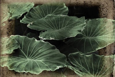 Vintage Hosta by Katrina Jones framed canvas print