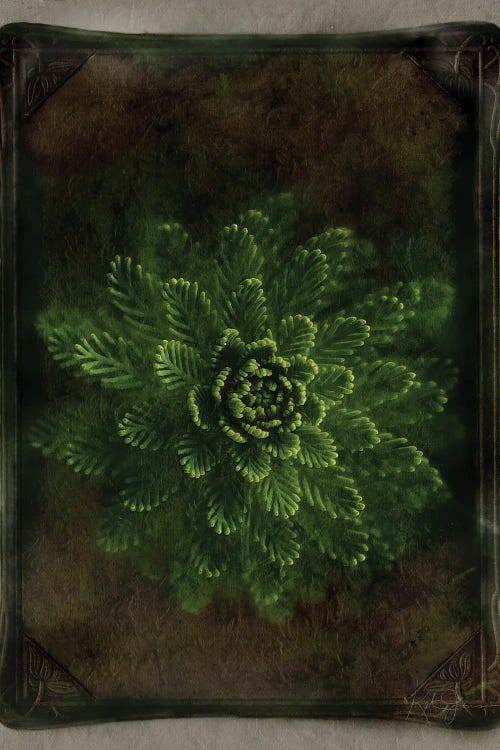 Vintage Succulent