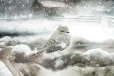 Snow Bird by Katrina Jones canvas print