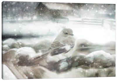 Snow Bird Canvas Art Print