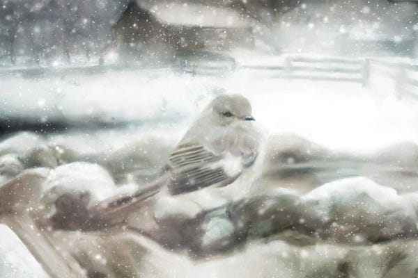 Snow: Snow Bird by Katrina Jones