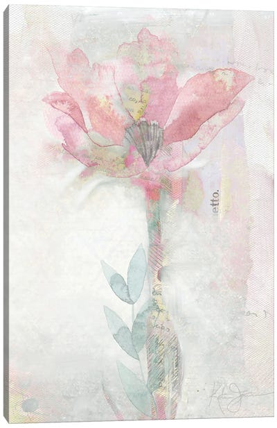 Blush Ranunculus Solitary Canvas Art Print - Katrina Jones