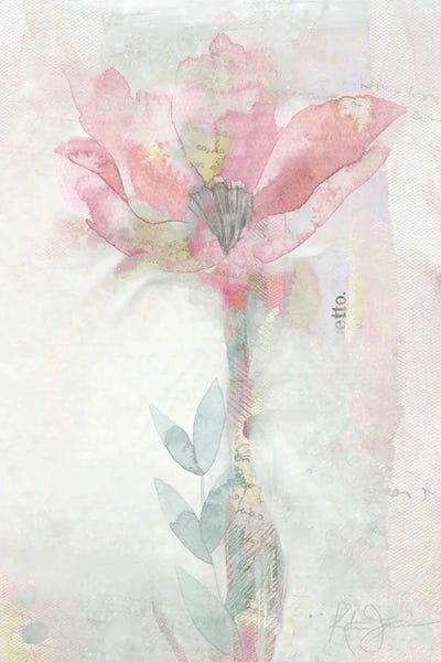 Granny Chic: Blush Ranunculus Solitary by Katrina Jones