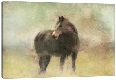 Bay Horse In A Field Canvas Art Print