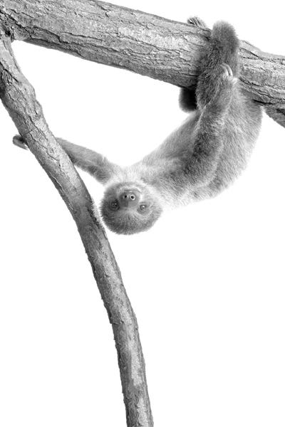 Baby Sloth I by Kimberly Allen framed wall art