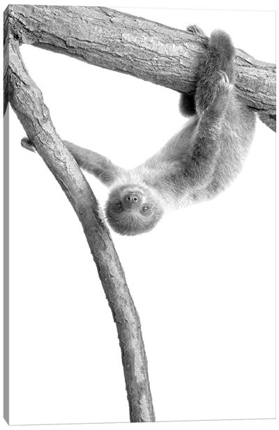Baby Sloth I Canvas Art Print - Sloth Art