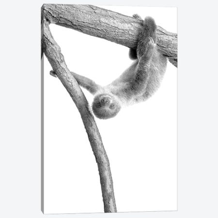 Baby Sloth I Canvas Print #KAL1265} by Kimberly Allen Canvas Art Print