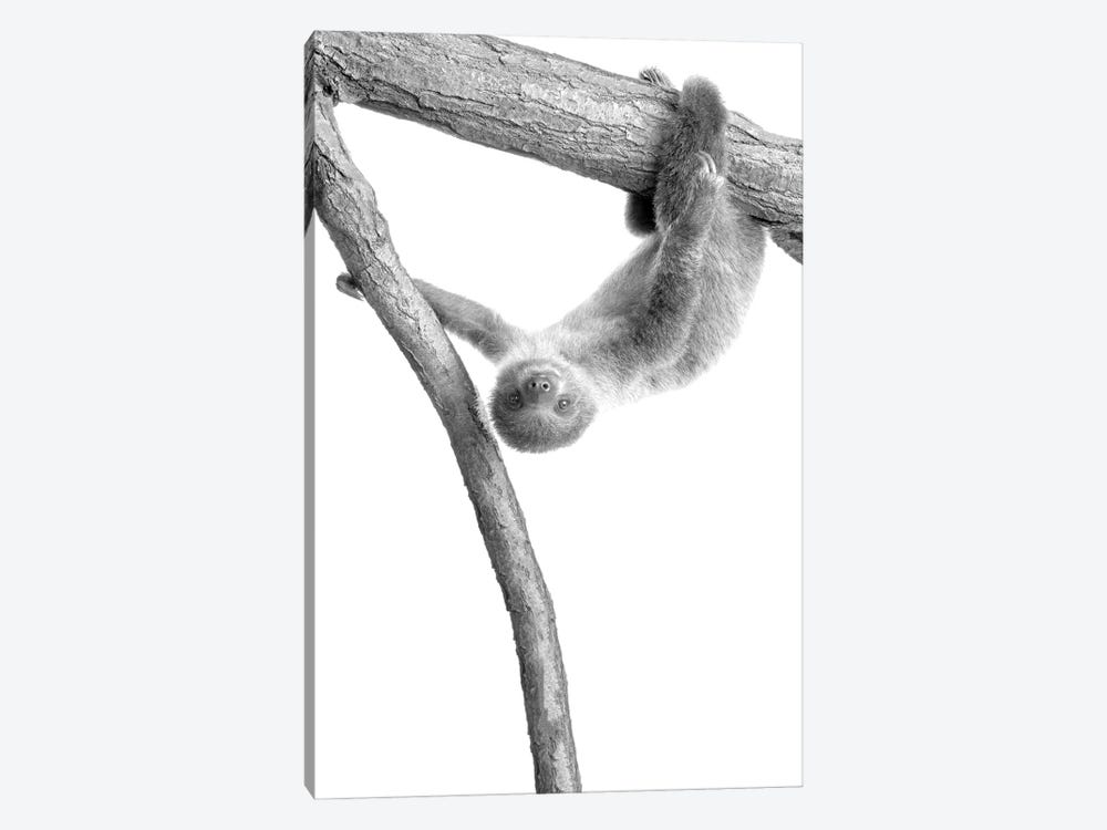 Baby Sloth I by Kimberly Allen 1-piece Canvas Art Print