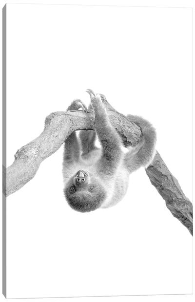 Baby Sloth II Canvas Art Print - Sloth Art