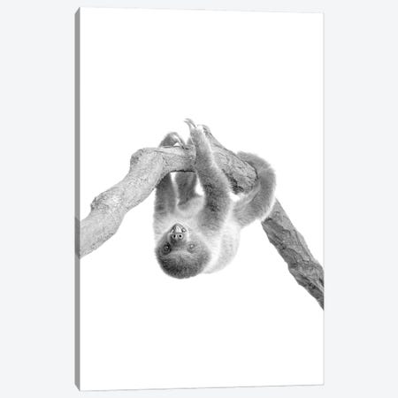 Baby Sloth II Canvas Print #KAL1266} by Kimberly Allen Canvas Print