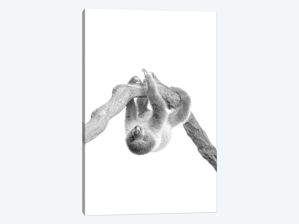 Baby Sloth II by Kimberly Allen 1-piece Canvas Art