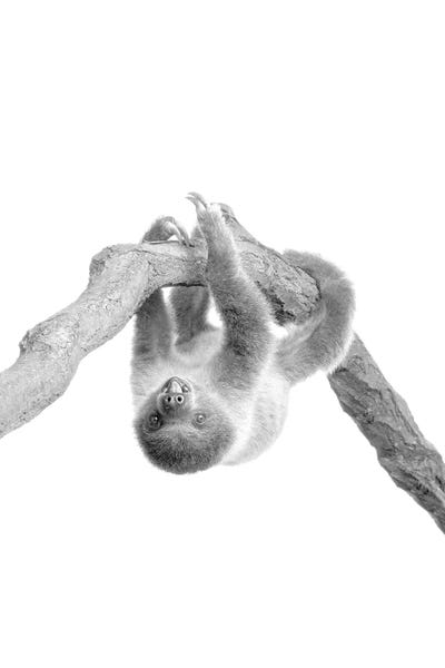 Sloths: Baby Sloth II by Kimberly Allen