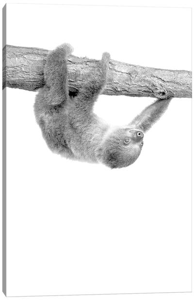 Baby Sloth III Canvas Art Print - Sloth Art