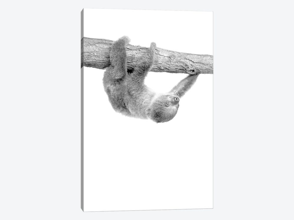Baby Sloth III by Kimberly Allen 1-piece Canvas Print