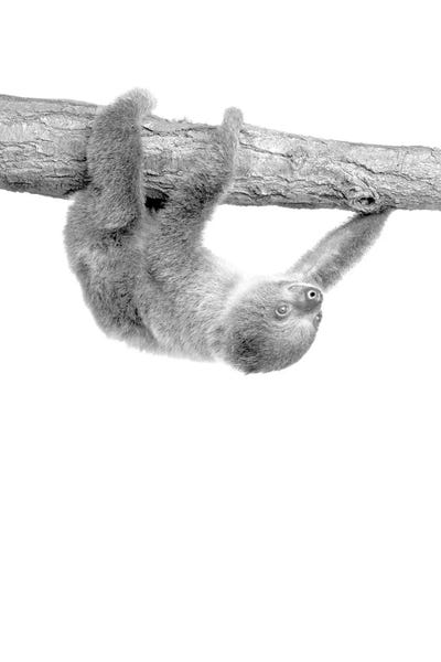 Sloths: Baby Sloth III by Kimberly Allen