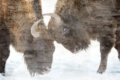 Bison Two by Kimberly Allen framed wall art