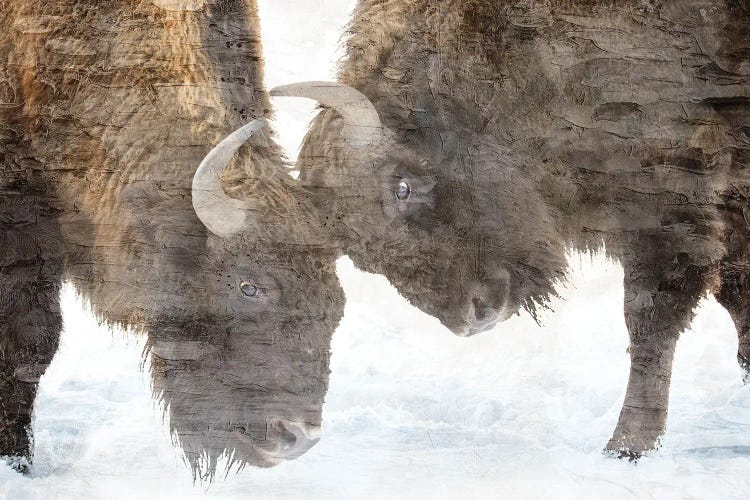 Bison Two