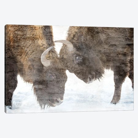 Bison Two Canvas Print #KAL1276} by Kimberly Allen Canvas Art