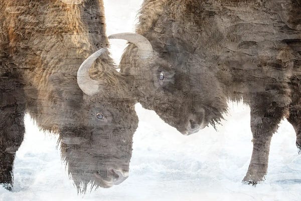 Bison & Buffaloes: Bison Two by Kimberly Allen