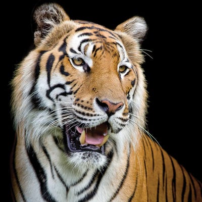 Do Not Fear I by Kimberly Allen framed wall art