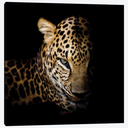 Faith Leopard I Canvas Print #KAL1299} by Kimberly Allen Canvas Art Print