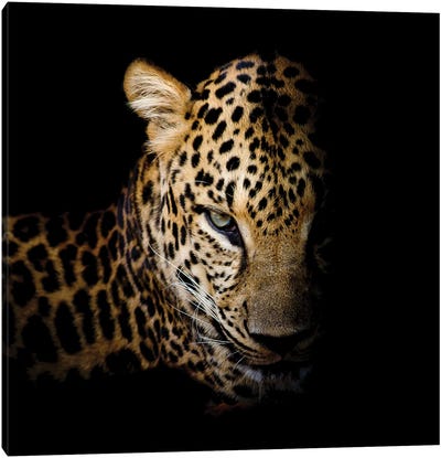 Faith Leopard I Canvas Art Print - Kimberly Allen