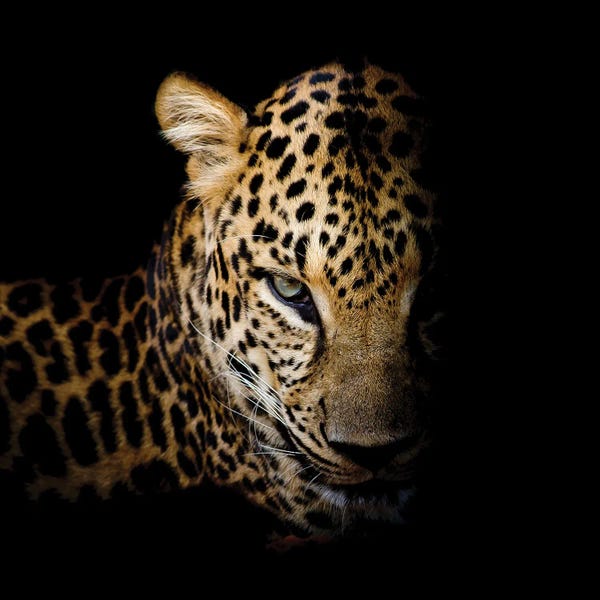 Leopards: Faith Leopard I by Kimberly Allen