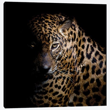 Faith Leopard III Canvas Print #KAL1300} by Kimberly Allen Canvas Print