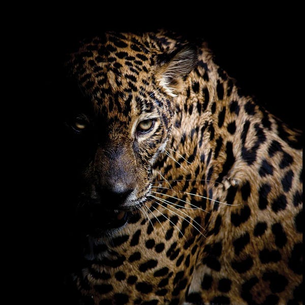 Leopards: Faith Leopard III by Kimberly Allen