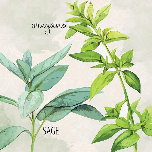 Herbs: Fresh Herbs III by Kimberly Allen