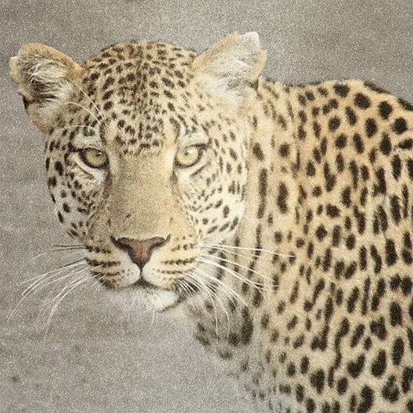 Leopards: God Is Our Refuge Leopard V2 by Kimberly Allen