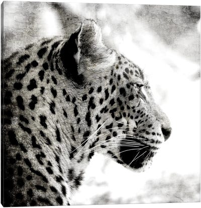 Leopard Gaze Canvas Art Print