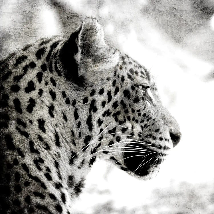 Leopard Gaze