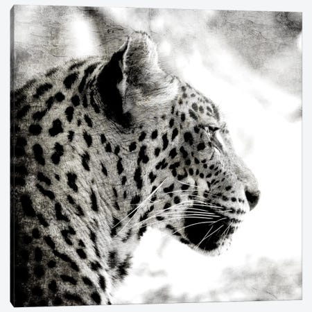 Leopard Gaze Canvas Print #KAL1317} by Kimberly Allen Art Print
