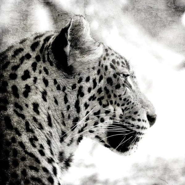 Leopards: Leopard Gaze by Kimberly Allen