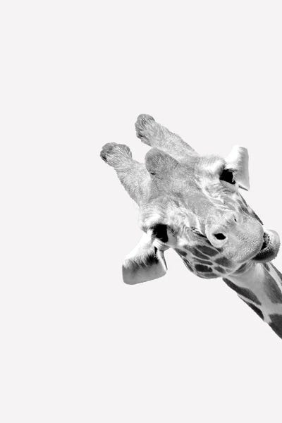 Quirky Giraffes III by Kimberly Allen canvas print