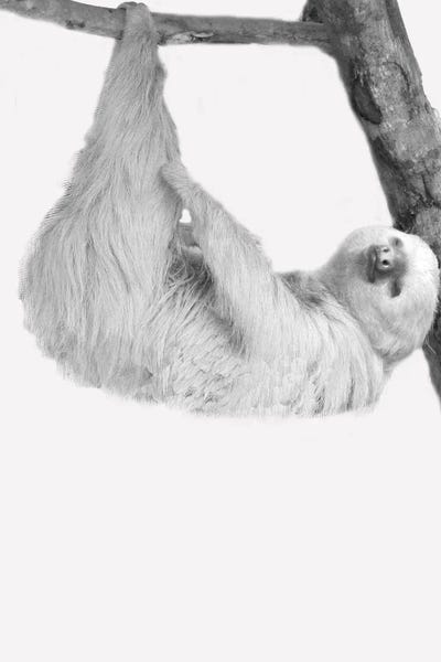 Quirky Sloths I by Kimberly Allen canvas print