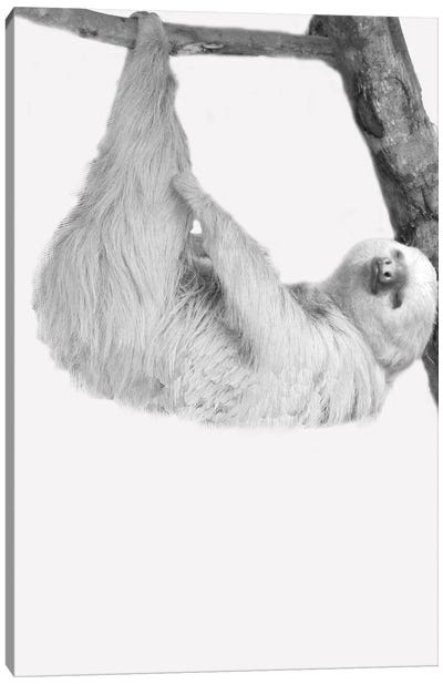 Quirky Sloths I Canvas Art Print - Sloth Art
