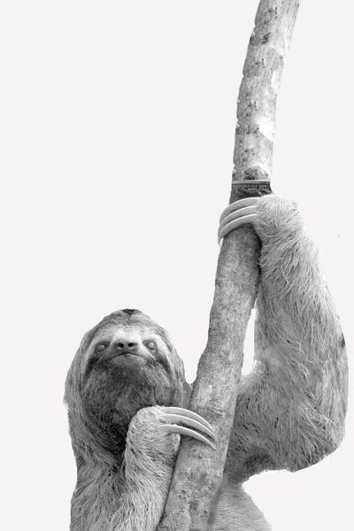 Sloths: Quirky Sloths II by Kimberly Allen