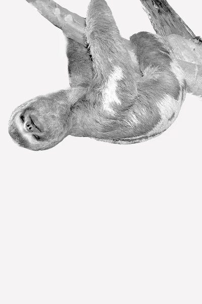 Sloths: Quirky Sloths III by Kimberly Allen