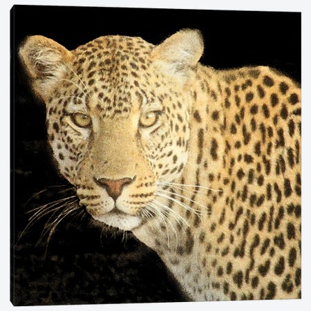 Refuge Leopard II V2 Canvas Print #KAL1348} by Kimberly Allen Canvas Art Print