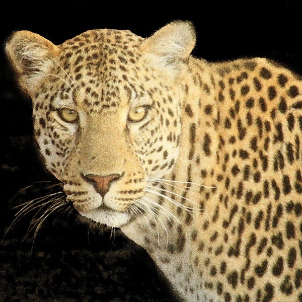 Refuge Leopard II V2
