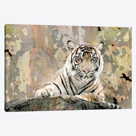 Tiger Love Canvas Print #KAL1358} by Kimberly Allen Canvas Art