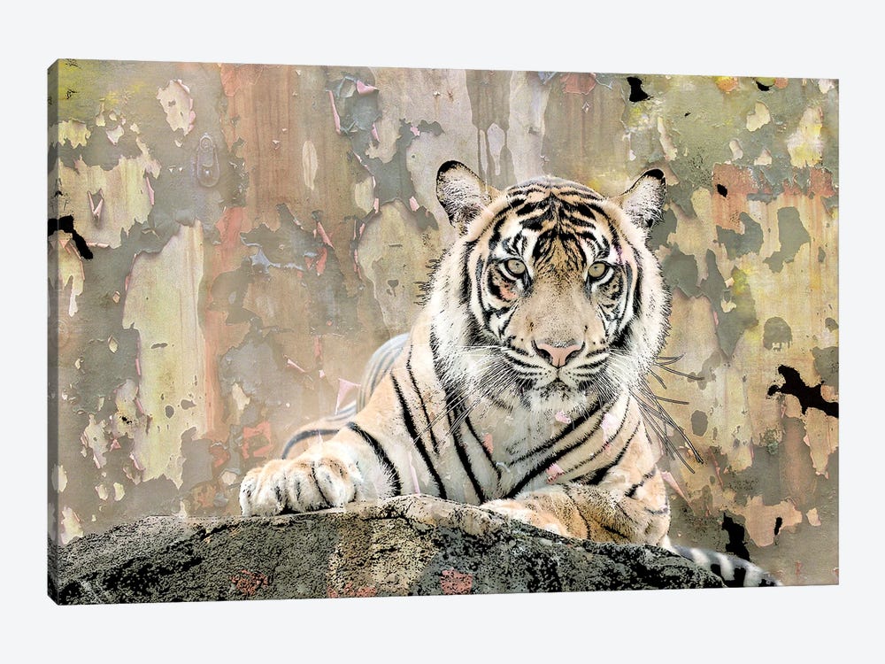 Tiger Love by Kimberly Allen 1-piece Canvas Art