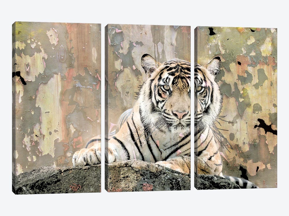 Tiger Love by Kimberly Allen 3-piece Canvas Wall Art
