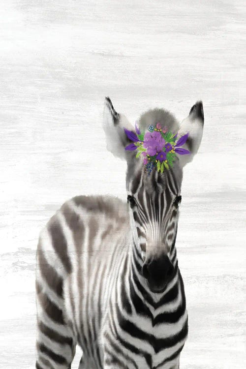 Baby Zebra