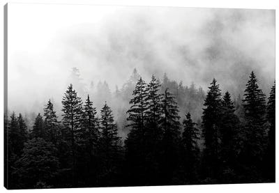 Foggy Morning Canvas Art Print - Evergreen Tree Art