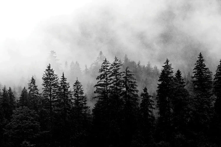 Foggy Morning