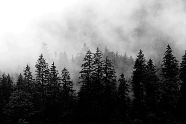 Foggy Morning